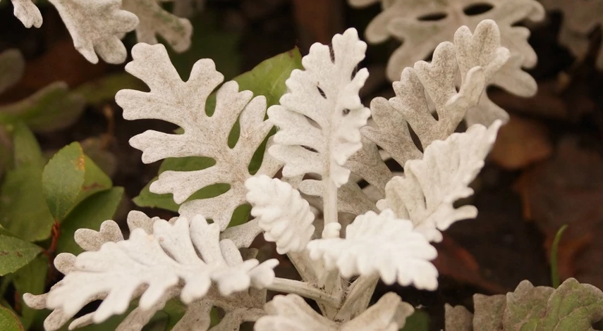 однолетние цветы для клумбы