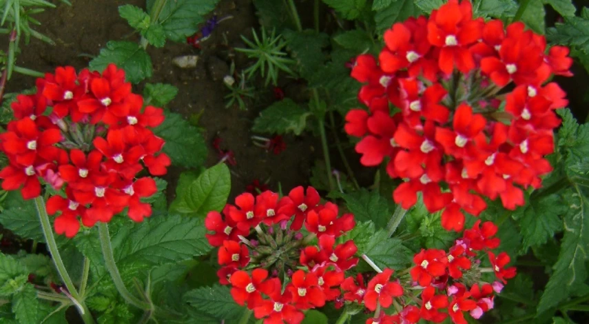 названия цветов однолетников