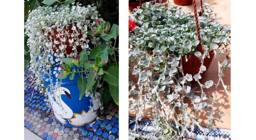 однолетники цветущие все лето