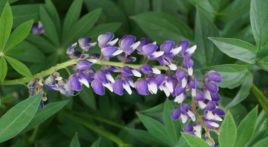 неприхотливые однолетники