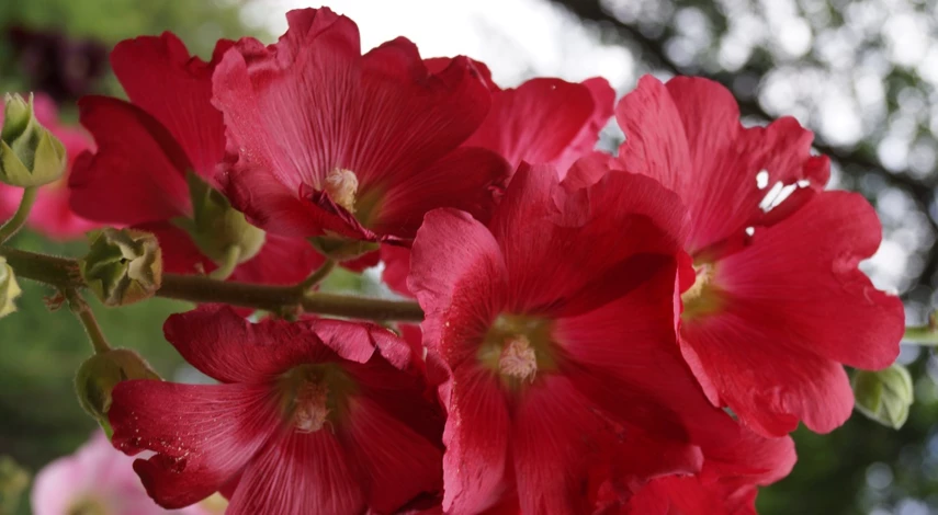 однолетние цветы цветущие все лето