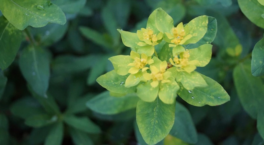 неприхотливые однолетники