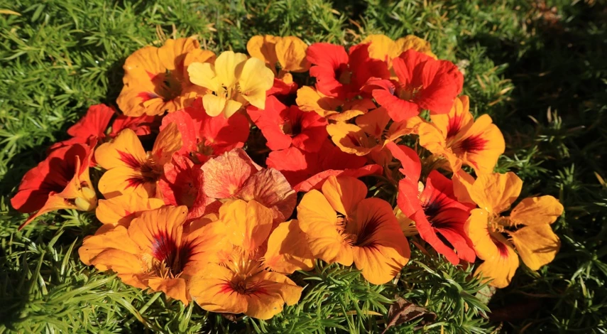 низкорослые однолетние цветы