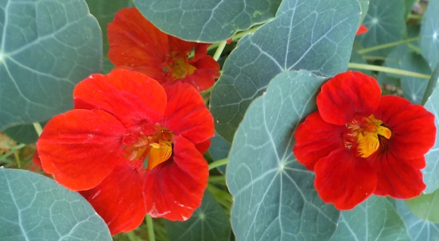 красивые однолетники