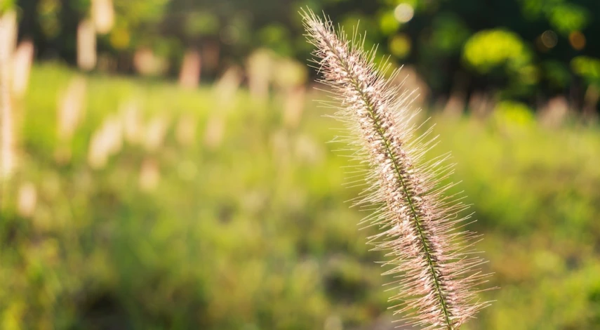 однолетние цветы