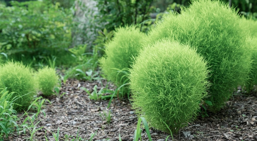 красивые однолетние растения