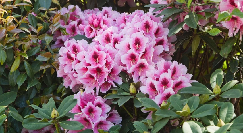 какие цветы посадить