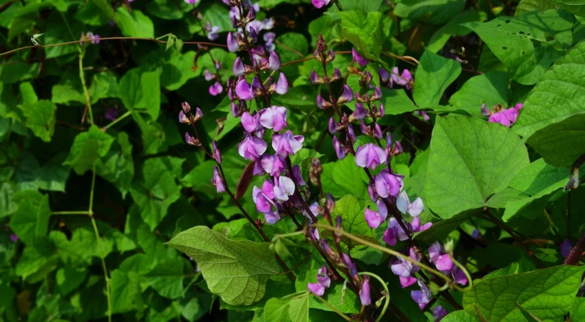 гиацинтовые бобы