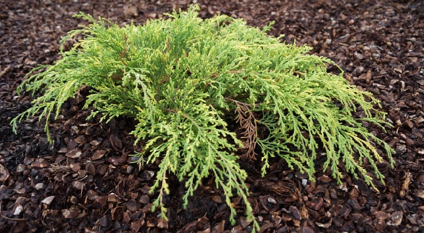 можжевельник