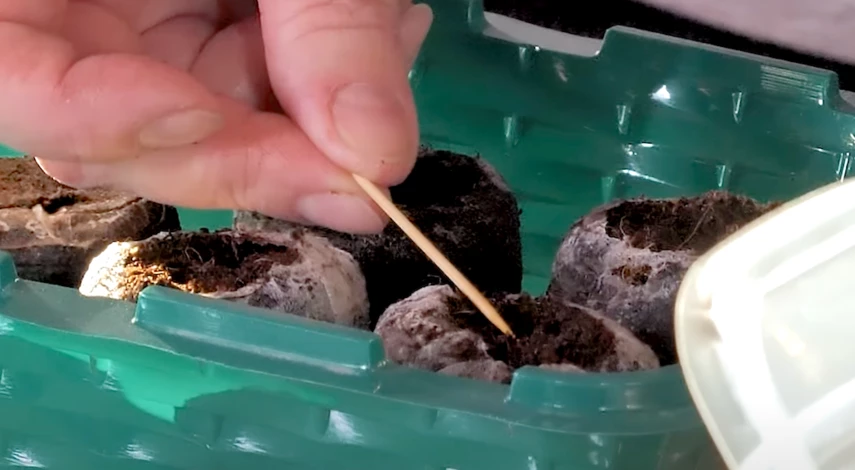 эустома выращивание