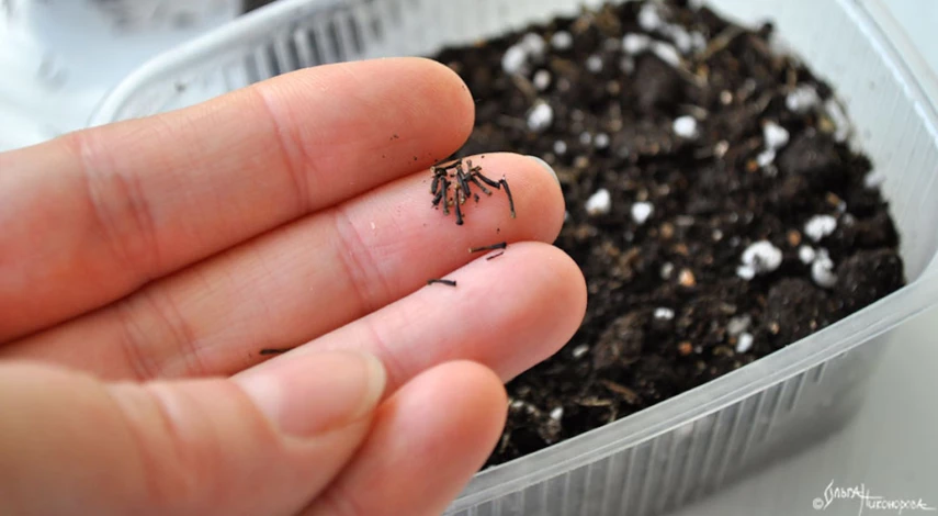 рудбекия посадка