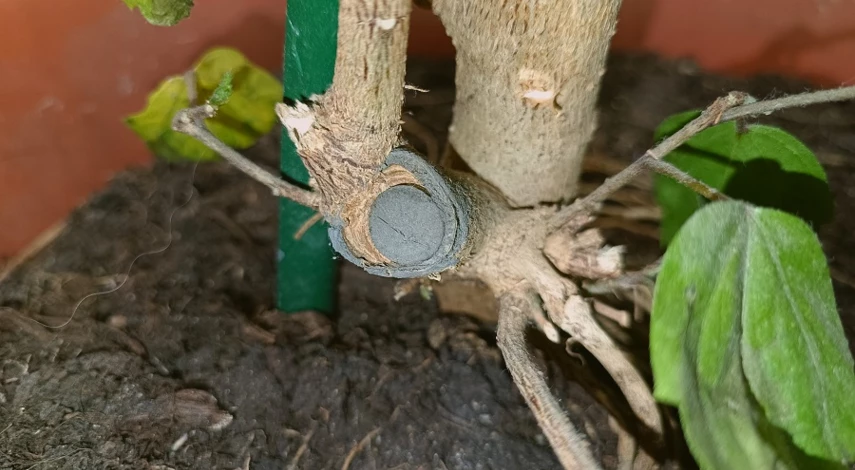 обрезка гибискуса