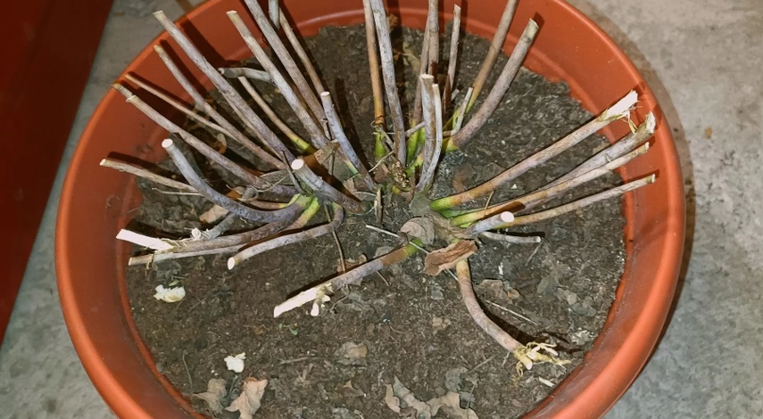 гибискус зимой