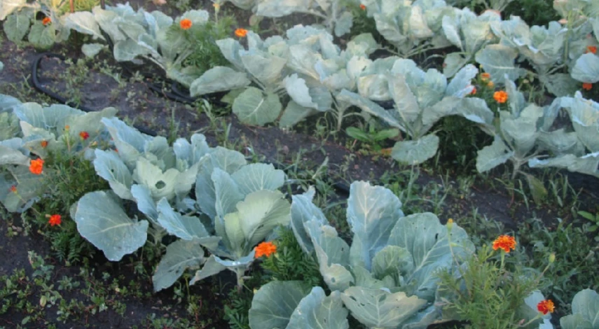 бархатцы под зиму