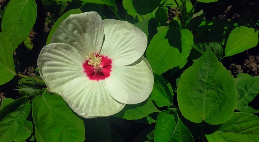 гибискус условия