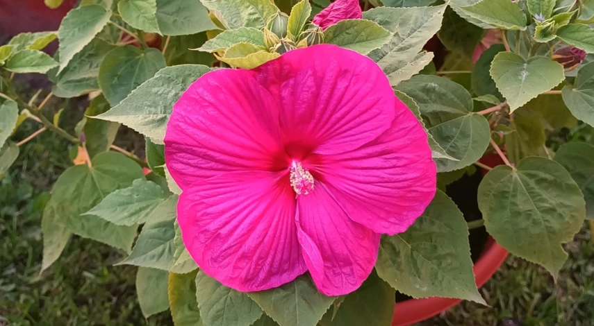 размножение гибискуса