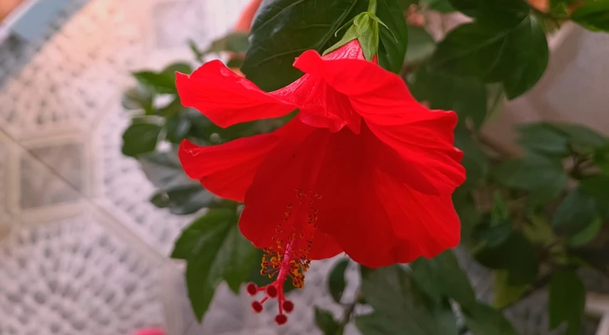 полив гибискуса