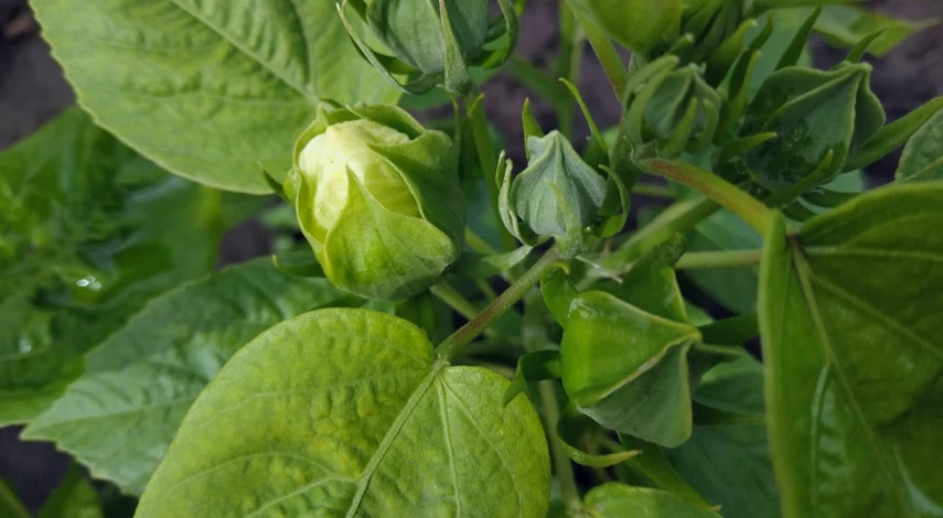 подкормки гибискуса