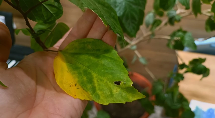 желтеют листья гибискуса