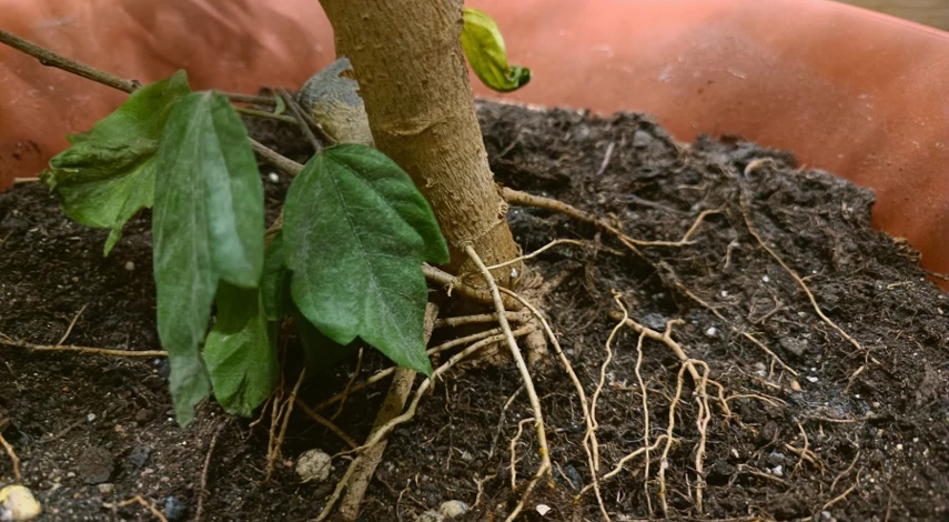 виды гибискуса