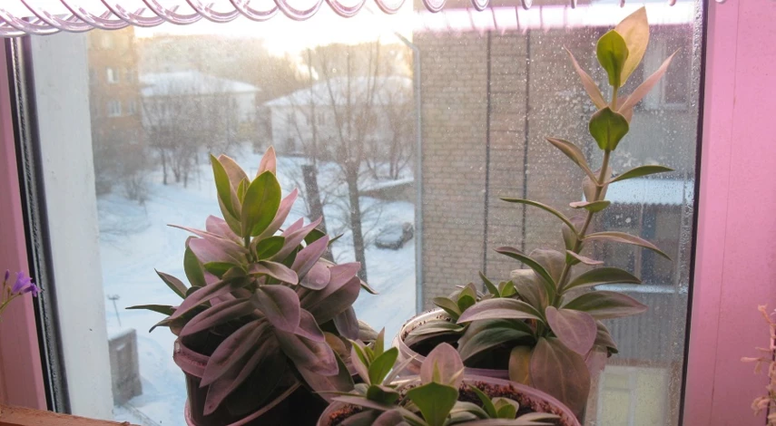 выращивание эустомы