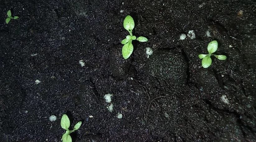 всходы эустомы