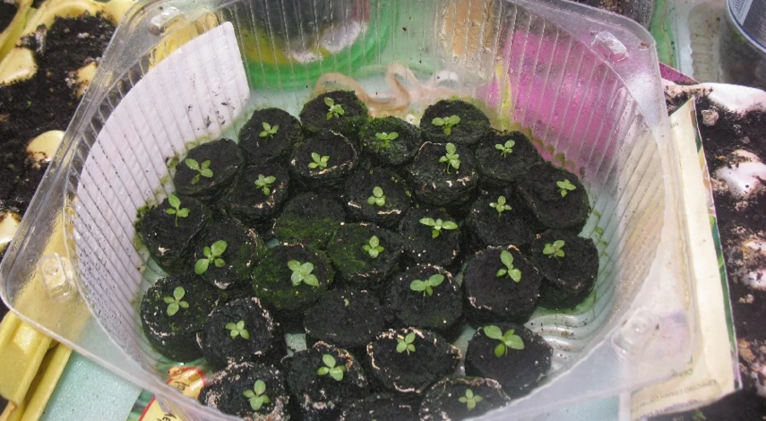 рассада эустомы посадка