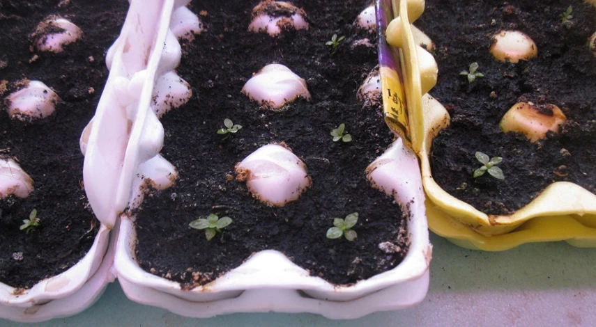 сроки посадки эустомы