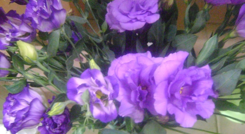 эустома фото