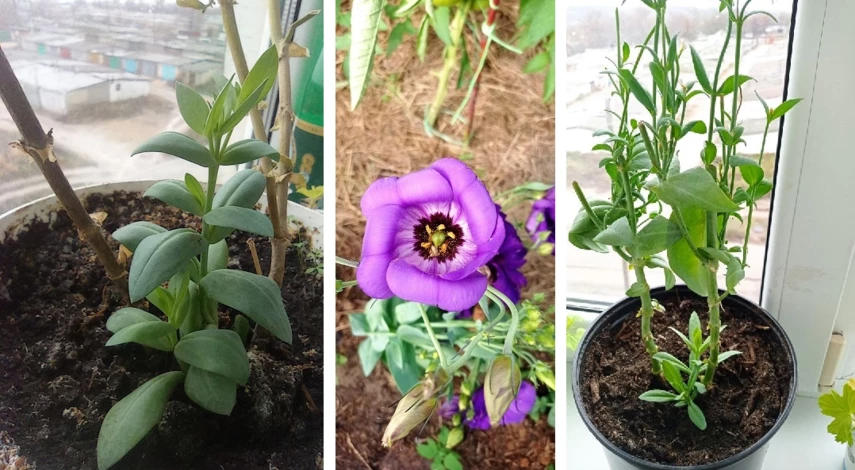 эустома в домашних условиях