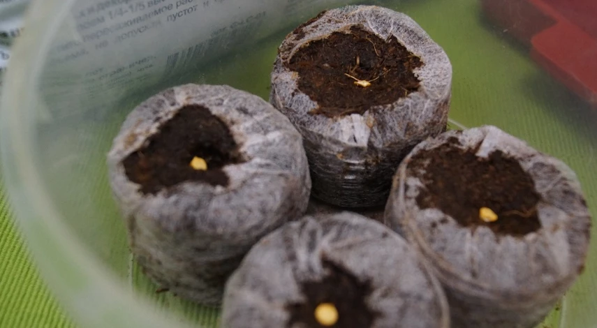 торфяные таблетки