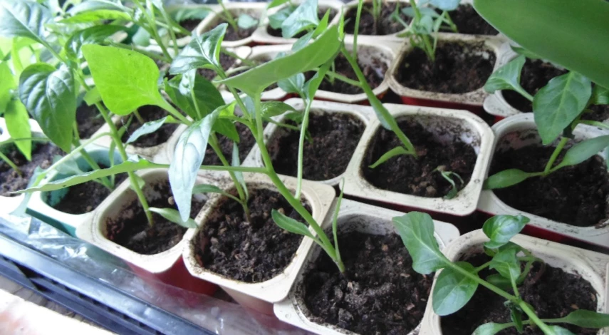 торф для рассады