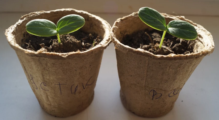 торфяные горшочки