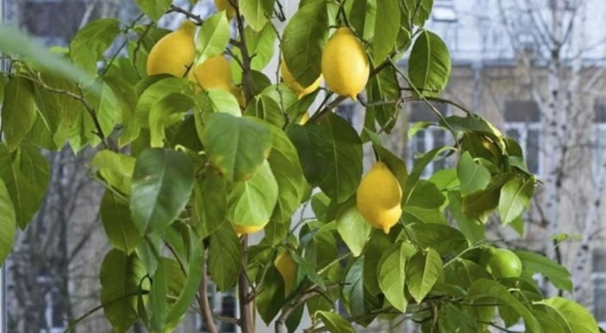 Подкормка цитрусовых зимой