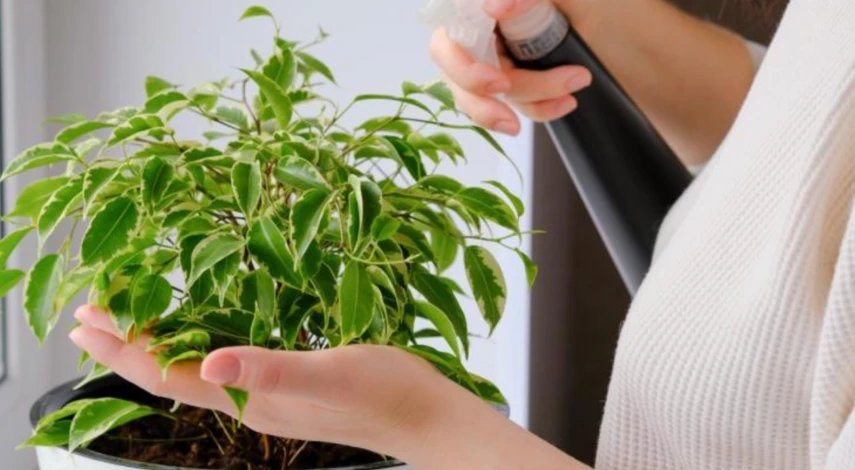 опрыскивание цветов