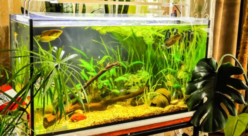 полив цветов зимой