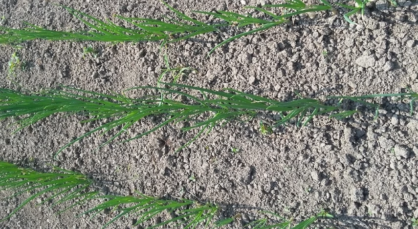 садить семейный