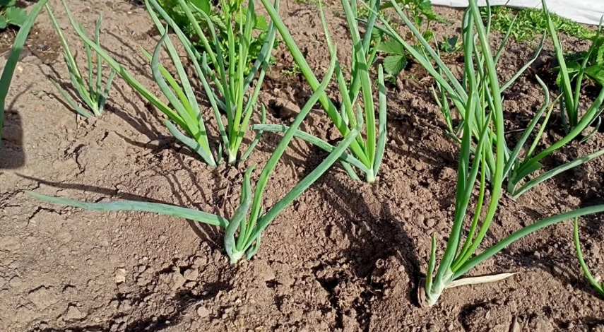 Посадка лука севка шалот