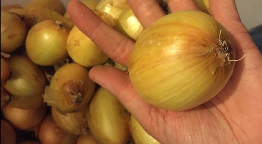 Посадка семейного лука шалот