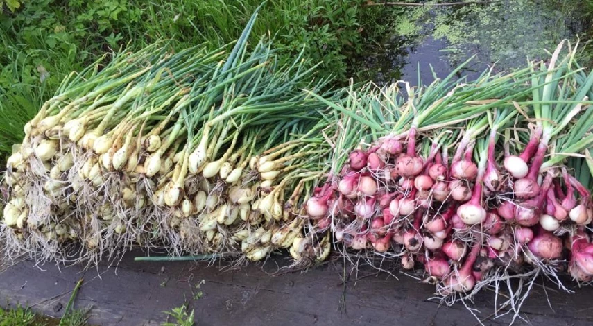 Лук шалот посадка осенью