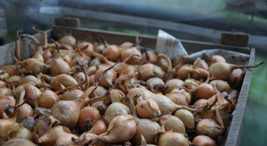 Выращивание семейного лука