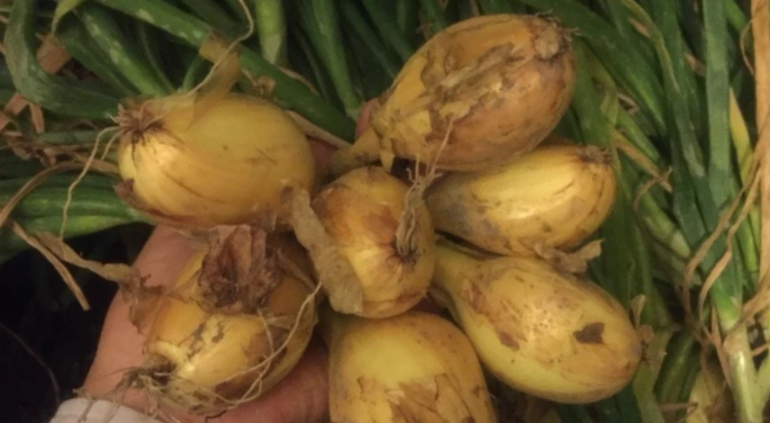 Шалот посадка и уход