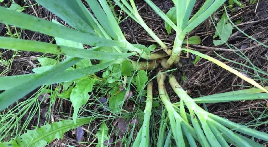 Лук семейный посадка и уход