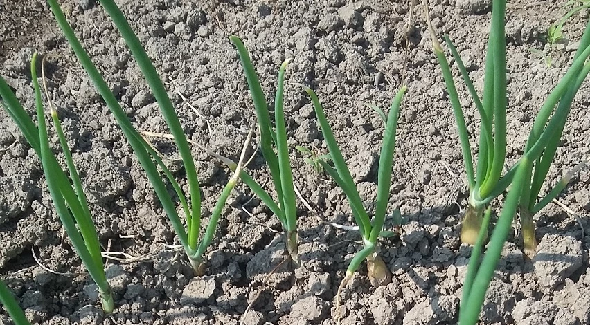Выращивание шалота