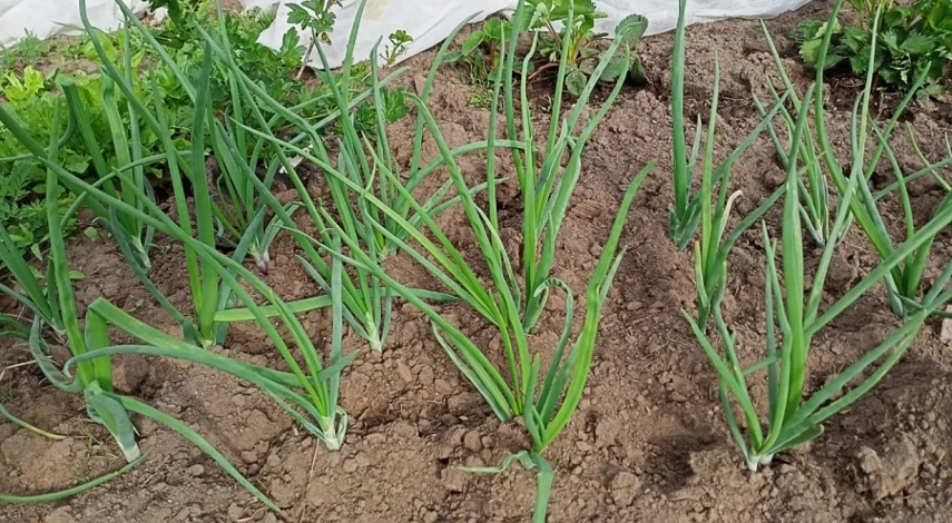 На каком расстоянии сажать лук шалот