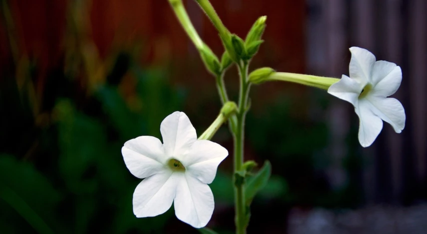 цветы, цветущие ночью