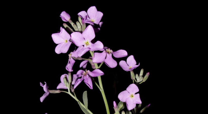 маттиола ночная