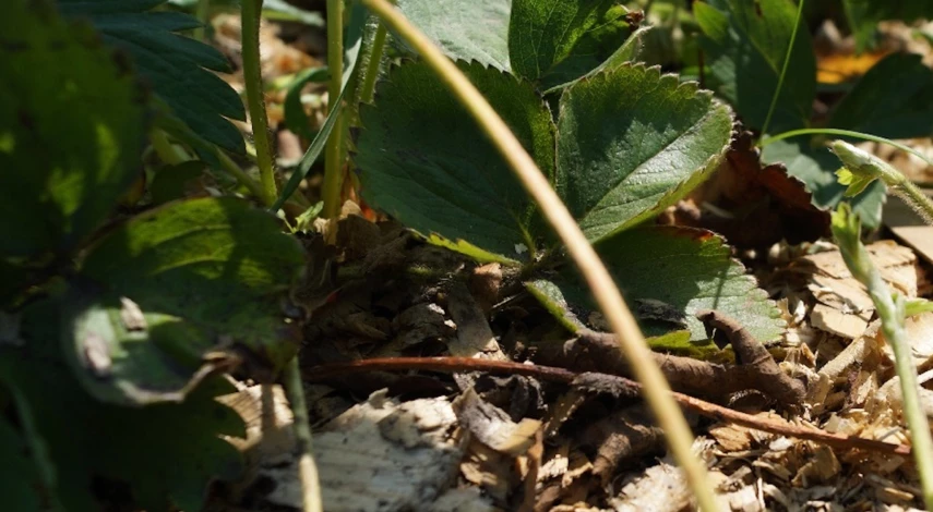 мульчирование опилками