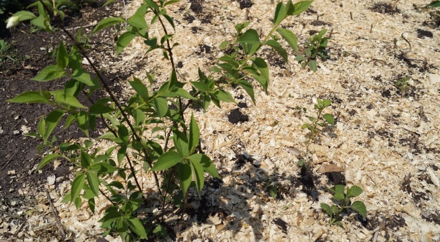 опилки мульча