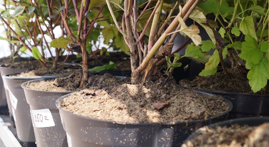 утепляем опилками